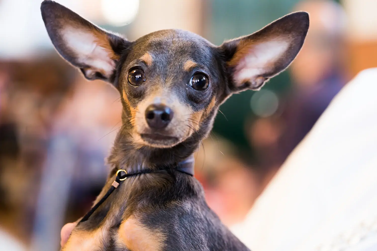 Buying an English Toy Terrier puppy means taking responsibility! Buy English Toy Terrier puppies.