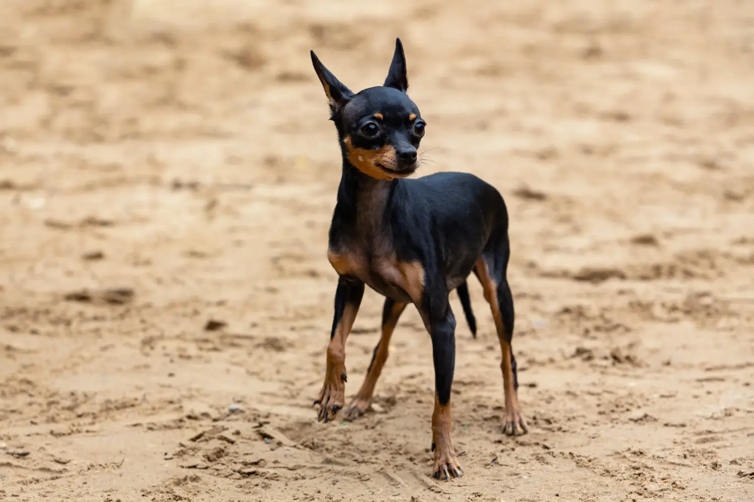 Buying an English Toy Terrier puppy means taking responsibility! Buy English Toy Terrier puppies.