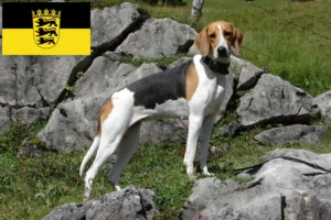 Read more about the article French hound breeders and puppies in Baden-Württemberg