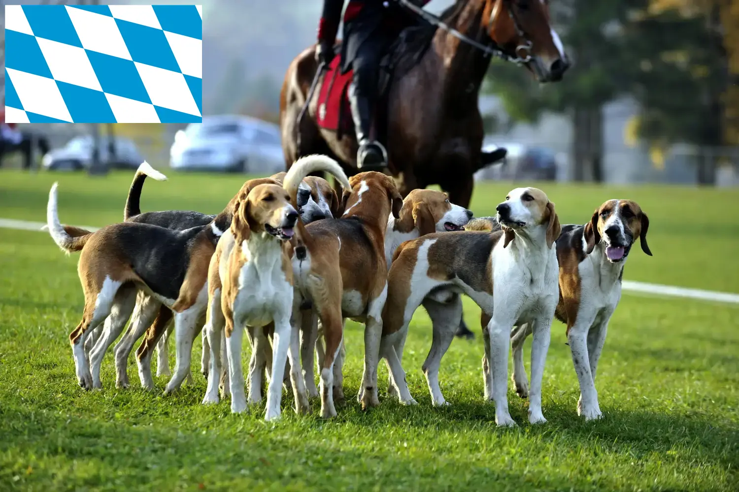 Read more about the article French hound breeders and puppies in Bavaria