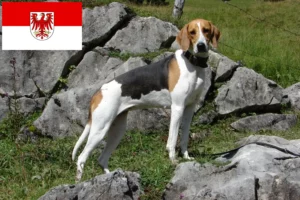 Read more about the article French hound breeders and puppies in Brandenburg
