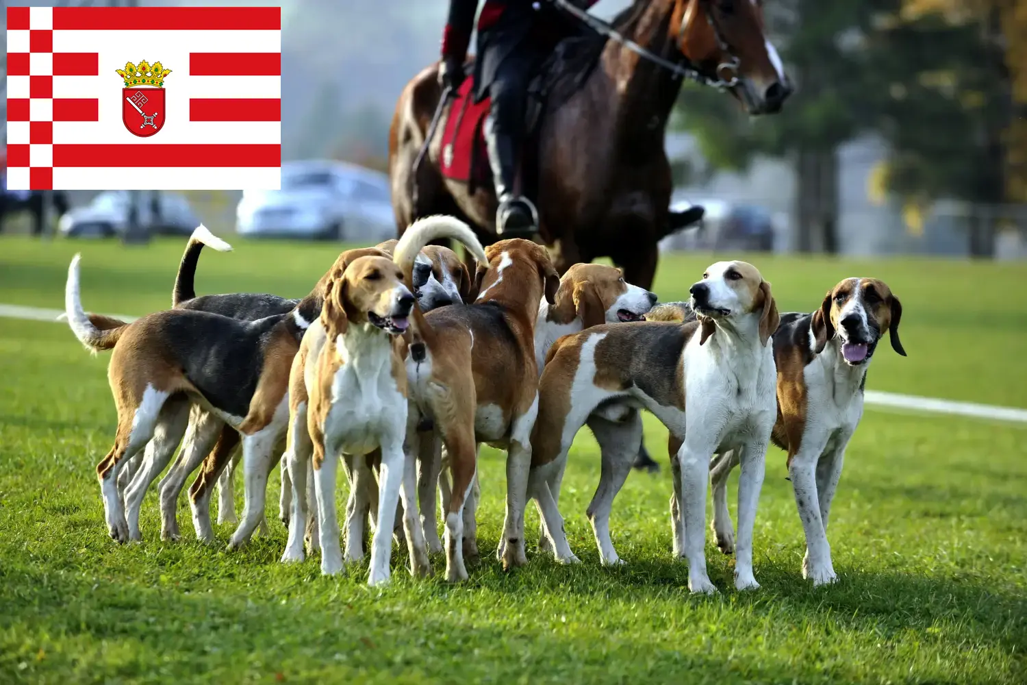 Read more about the article French hound breeder and puppies in Bremen