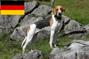 Read more about the article French hound breeders and puppies in Germany