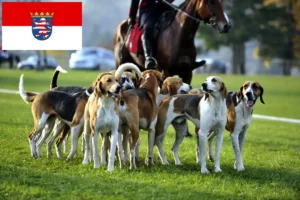 Read more about the article French hound breeders and puppies in Hessen