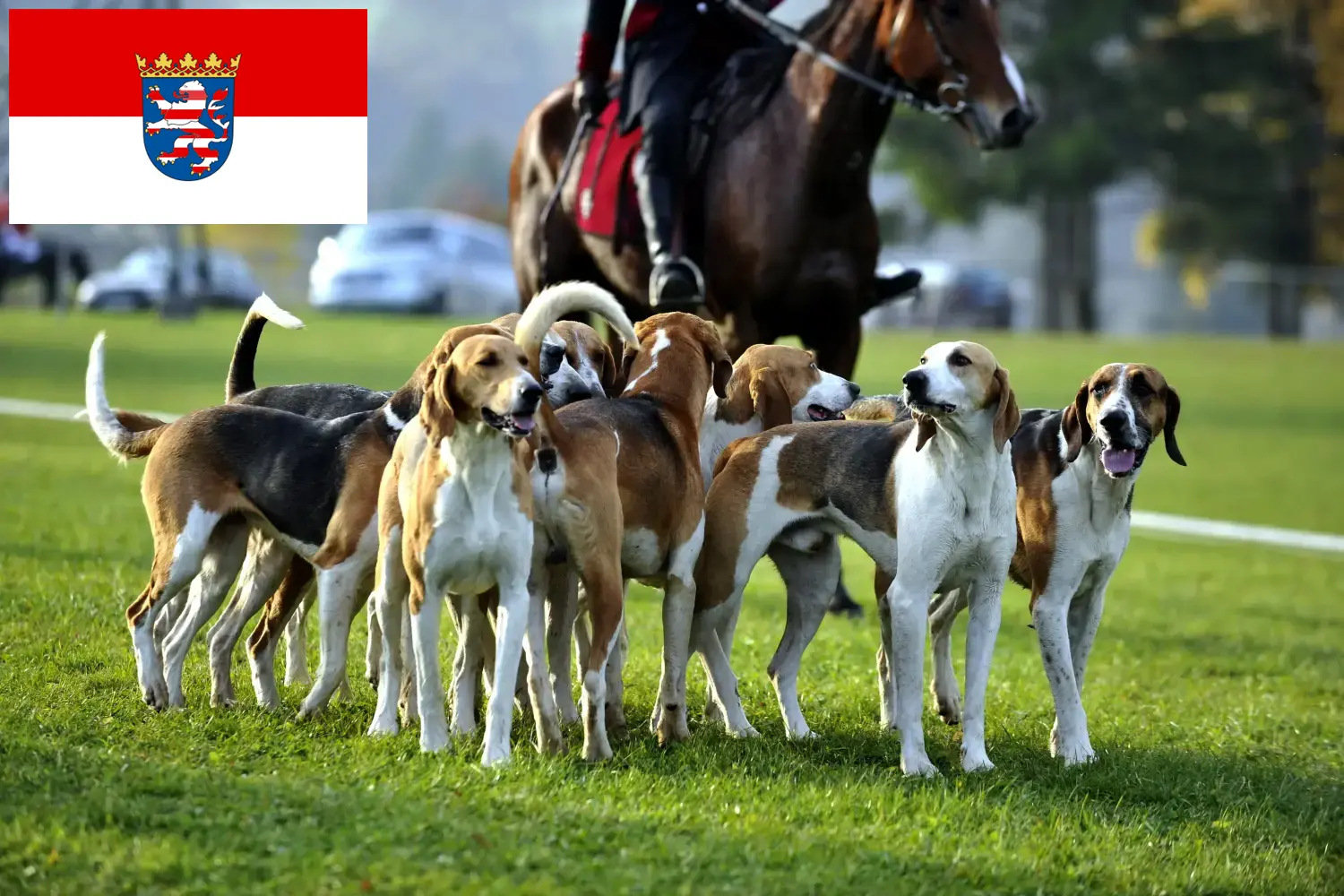 Read more about the article French hound breeders and puppies in Hessen