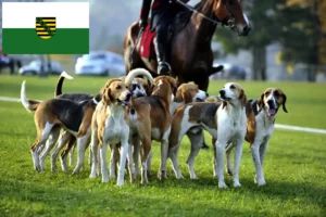 Read more about the article French hound breeders and puppies in Saxony