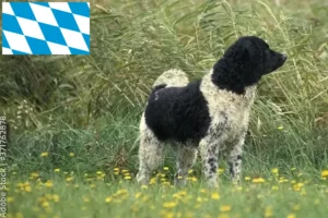 Read more about the article Friesian Water Dog breeders and puppies in Bavaria
