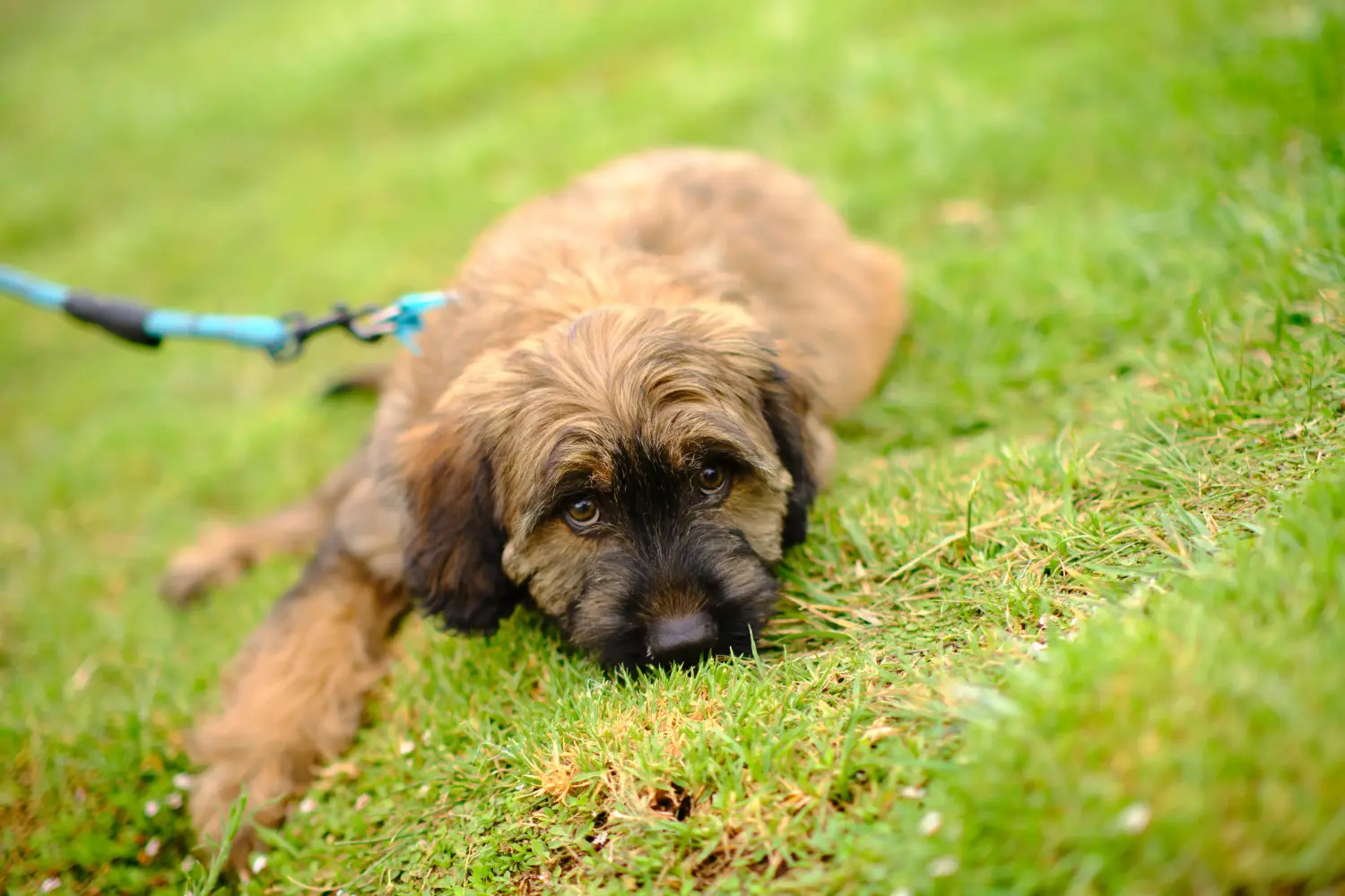 Buying a Gos d'Atura Catalá puppy means taking responsibility! Buy Gos d'Atura Catalá puppies.