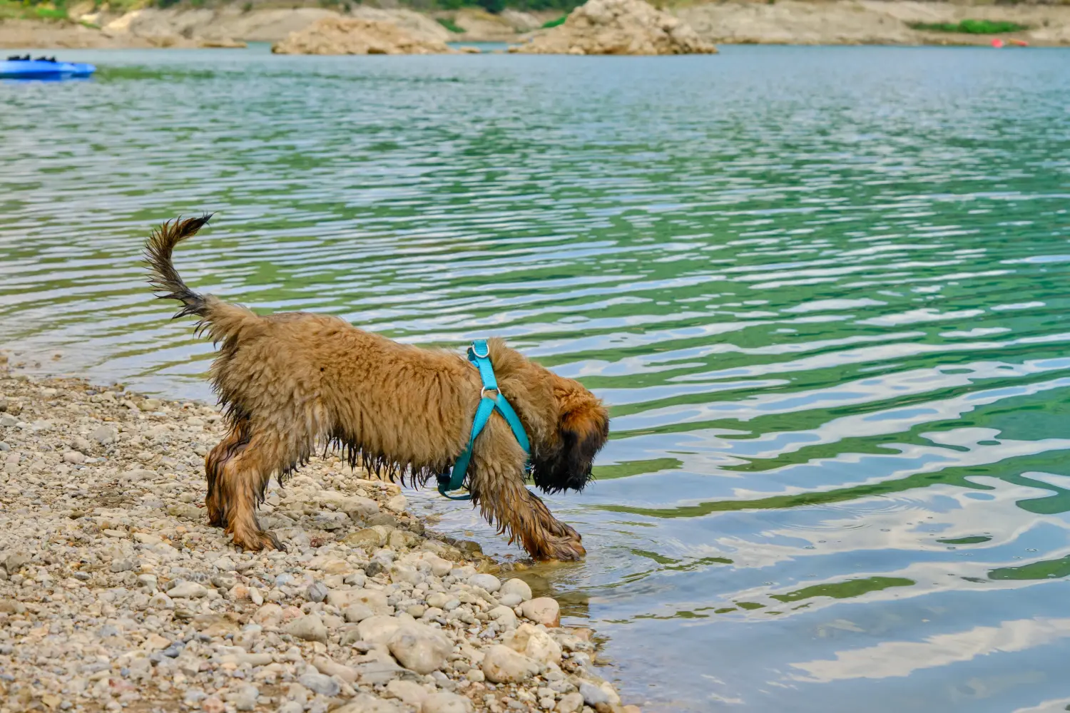 Buying a Gos d'Atura Catalá puppy means taking responsibility! Buy Gos d'Atura Catalá puppies.