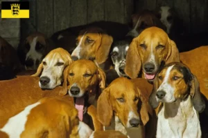 Read more about the article Grand Anglo-Français breeders and puppies in Baden-Württemberg