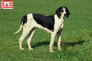 Read more about the article Grand Anglo-Français breeders and puppies in Bremen