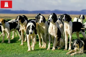 Read more about the article Grand Anglo-Français breeders and puppies in Hamburg