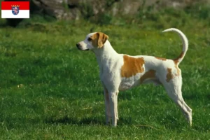 Read more about the article Grand Anglo-Français breeders and puppies in Hessen