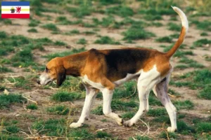 Read more about the article Grand Anglo-Français breeders and puppies in Mecklenburg-Vorpommern