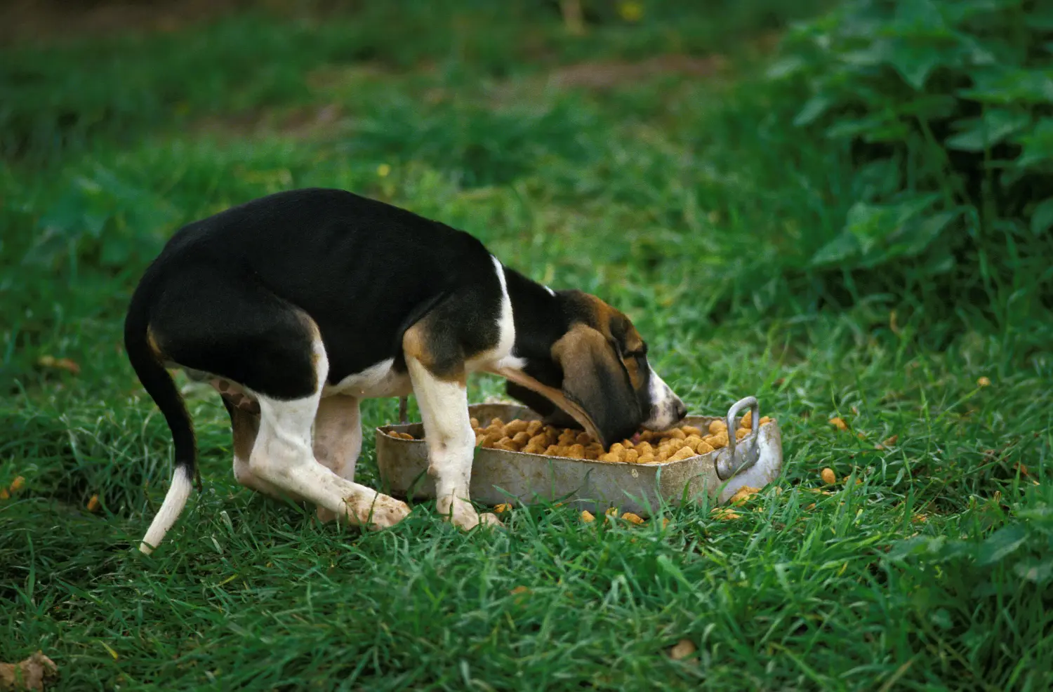 Buying a Grand Anglo-Français puppy means taking responsibility! Buy Grand Anglo-Français puppies.
