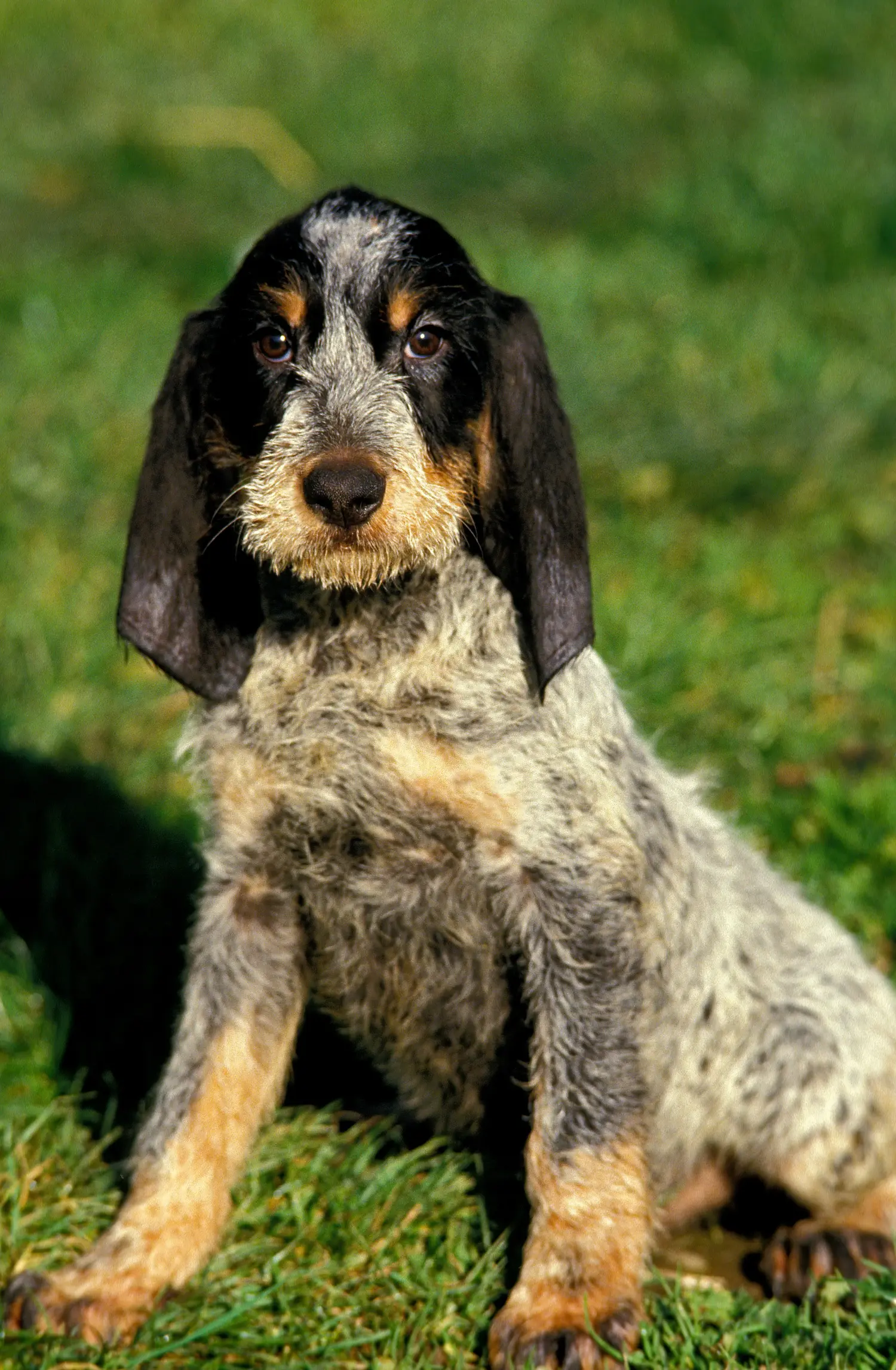 Buying a Griffon Bleu de Gascogne puppy means taking responsibility! Buy Griffon Bleu de Gascogne puppies.
