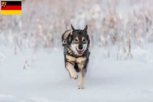 Read more about the article Jämthund breeders and puppies in Rhineland-Palatinate