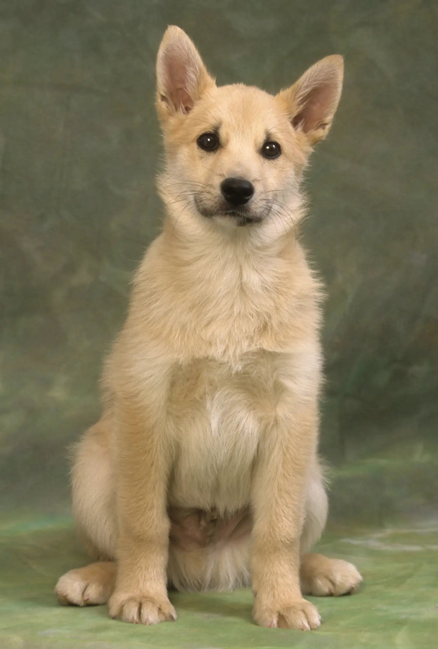 Buying a Norwegian Buhund puppy means taking responsibility! Buy Norwegian Buhund puppies.