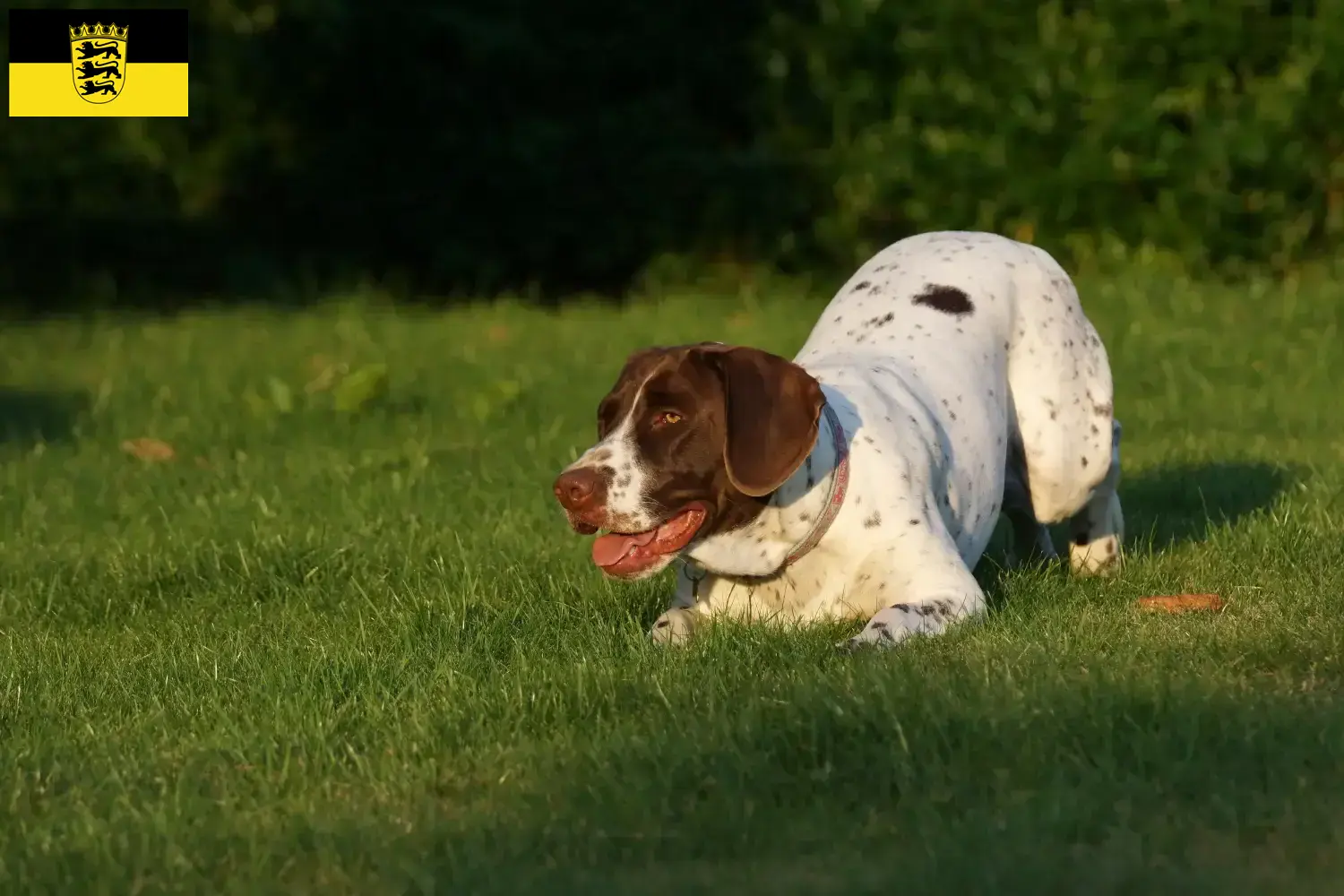 Old Danish Pointing Dog puppies and breeders Baden-Württemberg Here you can find breeders of Old Danish Pointing Dogs in Baden-Württemberg.