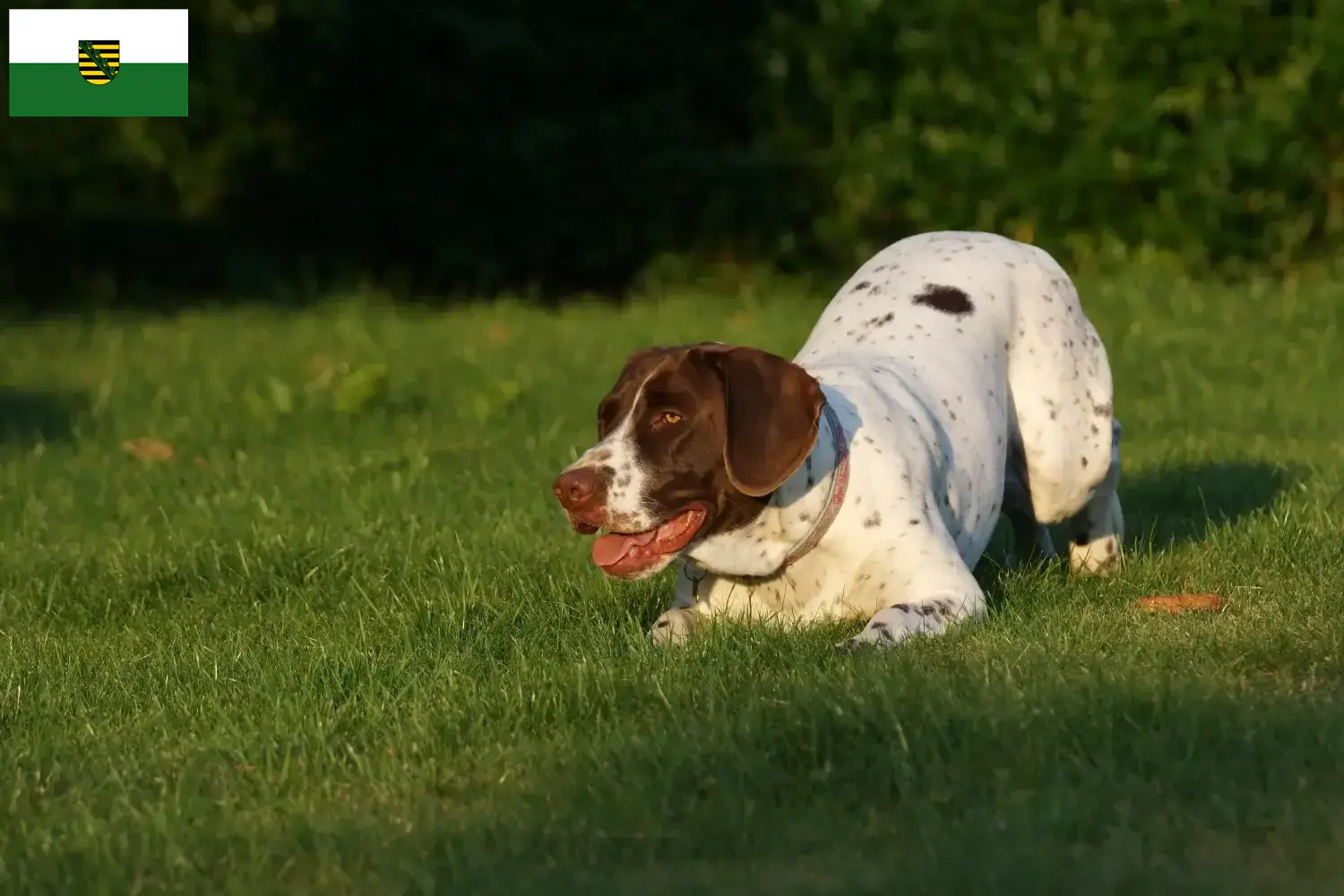 Old Danish Pointing Dog Puppies and Breeder Saxony Here you will find breeders of Old Danish Pointing Dogs in Saxony.