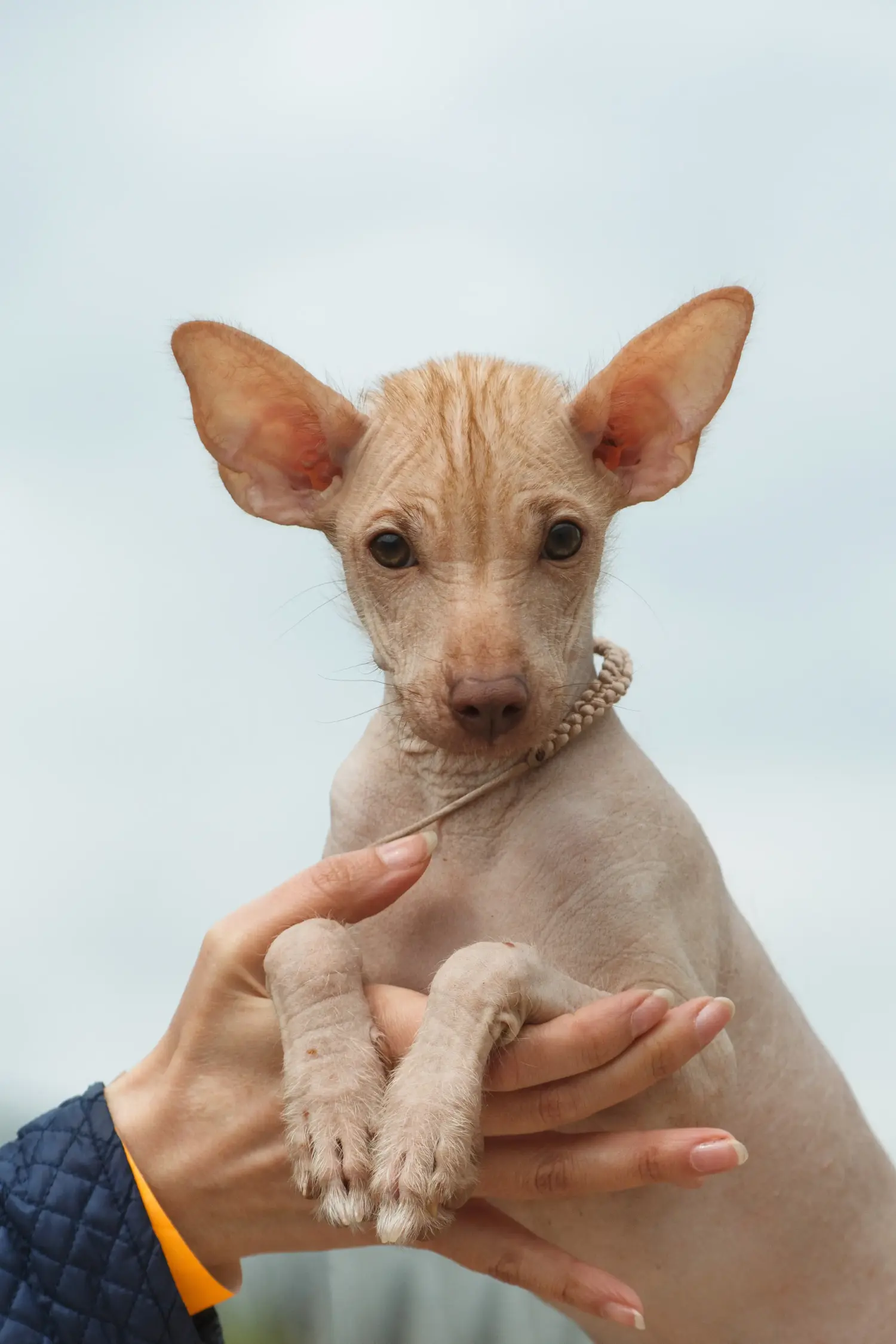 Buying a Peruvian Hairless Dog puppy means taking responsibility! Buy Peruvian Hairless Dog puppies.
