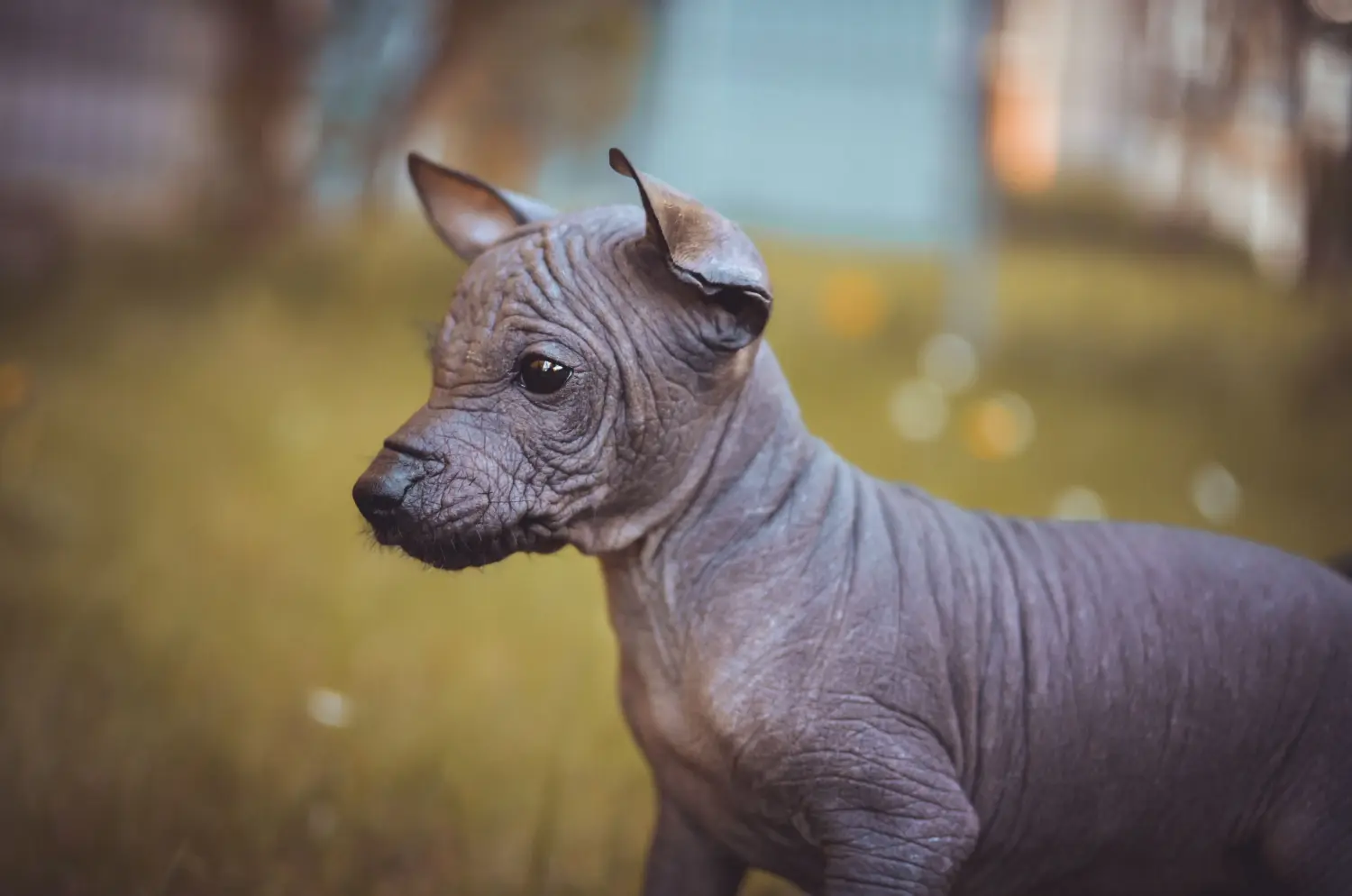 Buying a Peruvian Hairless Dog puppy means taking responsibility! Buy Peruvian Hairless Dog puppies.