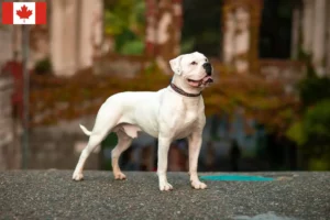Read more about the article American Bulldog breeders and puppies in Canada