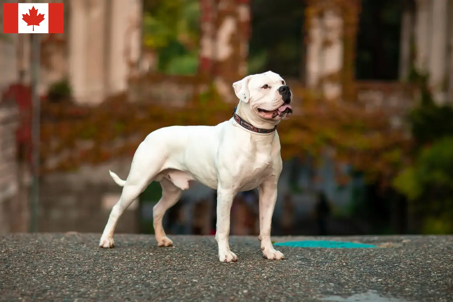 Read more about the article American Bulldog breeders and puppies in Canada