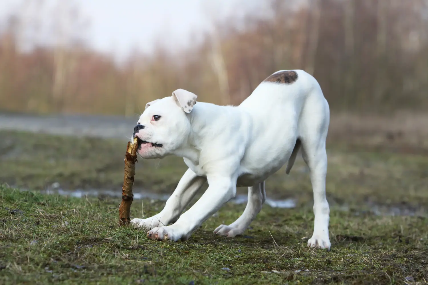Buying an American Bulldog puppy means taking responsibility! Buy American Bulldog puppies.
