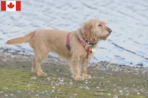 Read more about the article Basset fauve de Bretagne breeders and puppies in Canada