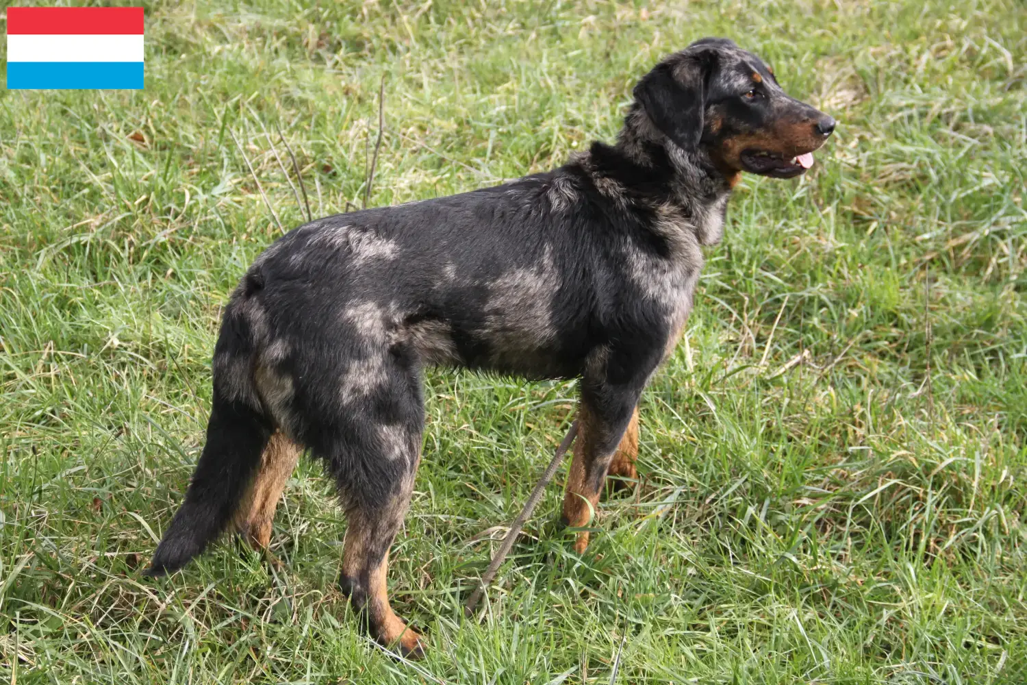 Beauceron puppies and breeders Luxembourg Find Beauceron breeders in Luxembourg.
