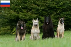 Read more about the article Belgian Shepherd Dog Breeder and Puppies in Russia