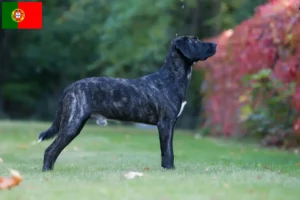 Read more about the article Cão Fila de São Miguel breeders and puppies in Portugal