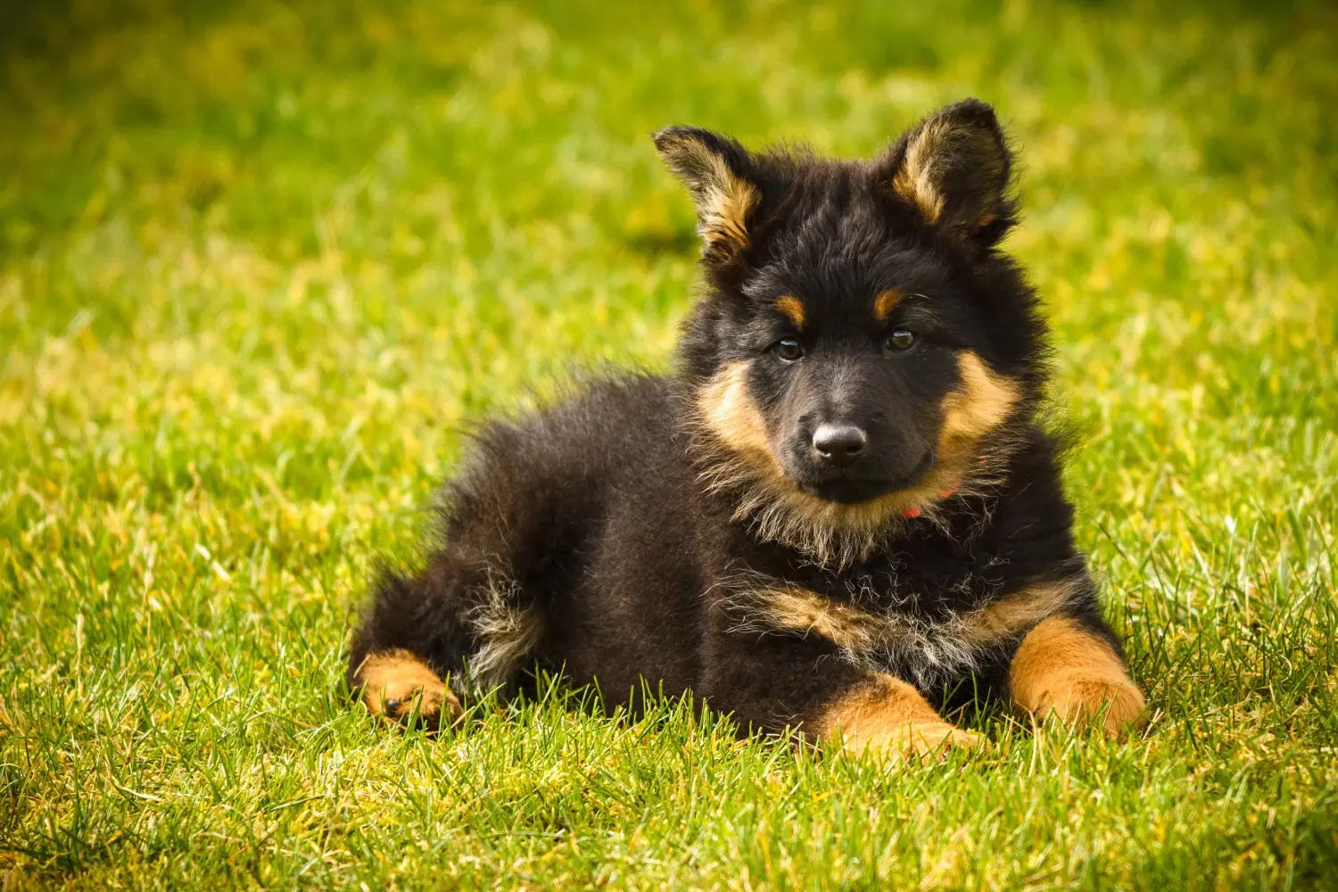 Buying a Chodský pes puppy means taking responsibility! Buy Chodský pes puppies.
