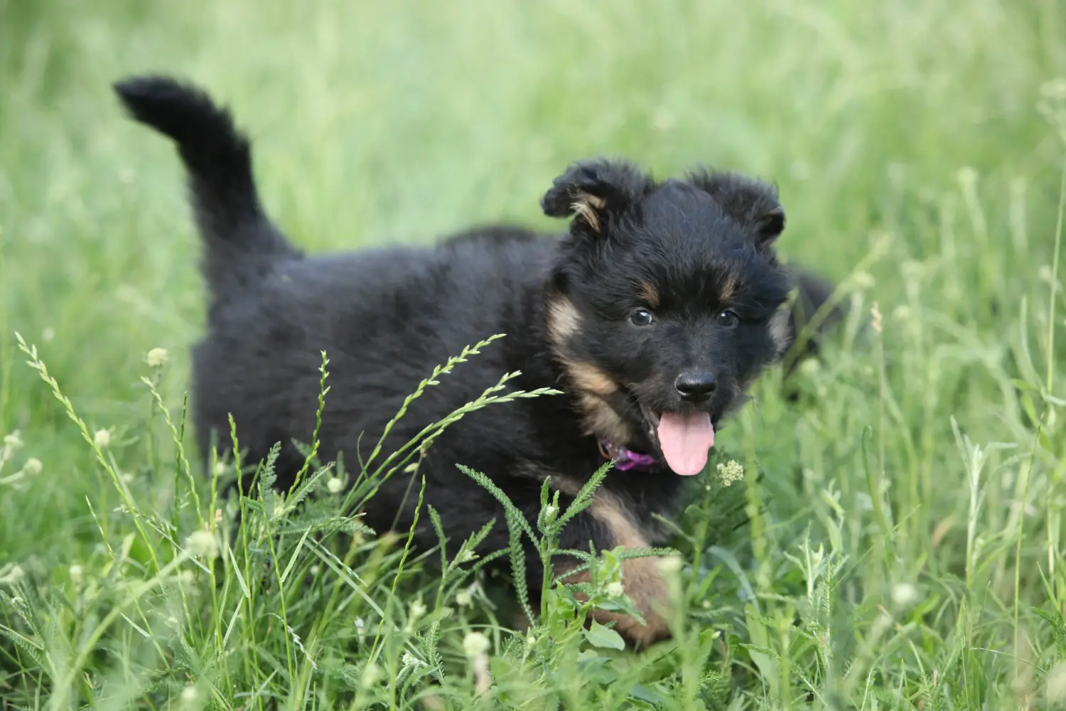 Buying a Chodský pes puppy means taking responsibility! Buy Chodský pes puppies.