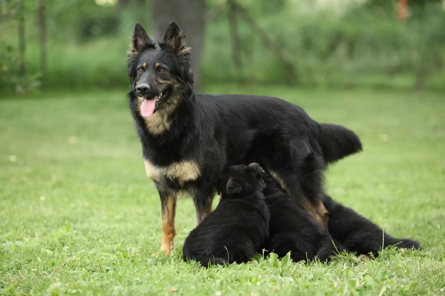 Buying a Chodský pes puppy means taking responsibility! Buy Chodský pes puppies.