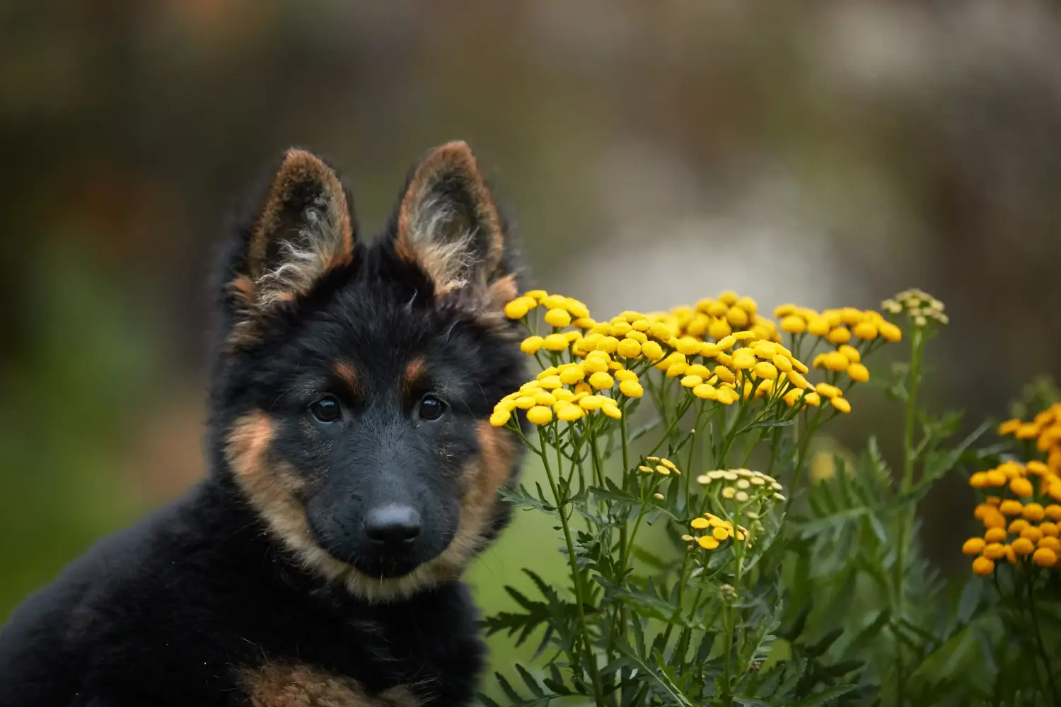 Buying a Chodský pes puppy means taking responsibility! Buy Chodský pes puppies.