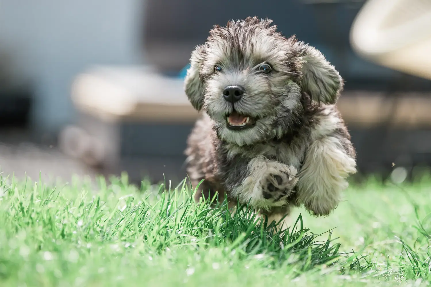 Buying a Dandie Dinmont Terrier puppy means taking responsibility! Buy Dandie Dinmont Terrier puppies.