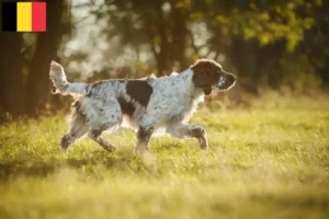 Read more about the article English Springer Spaniel breeders and puppies in Belgium