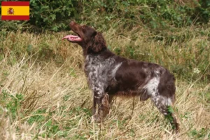 Read more about the article Epagneul Breton breeders and puppies in Spain