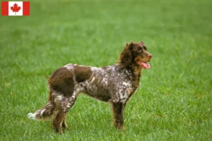 Read more about the article Épagneul Picard breeders and puppies in Canada