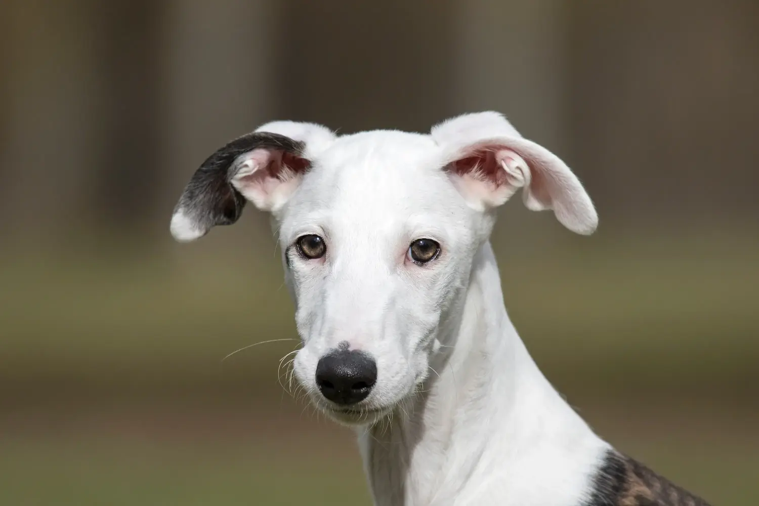 Buying a Galgo Espanol puppy means taking responsibility! Buy Galgo Espanol puppies.