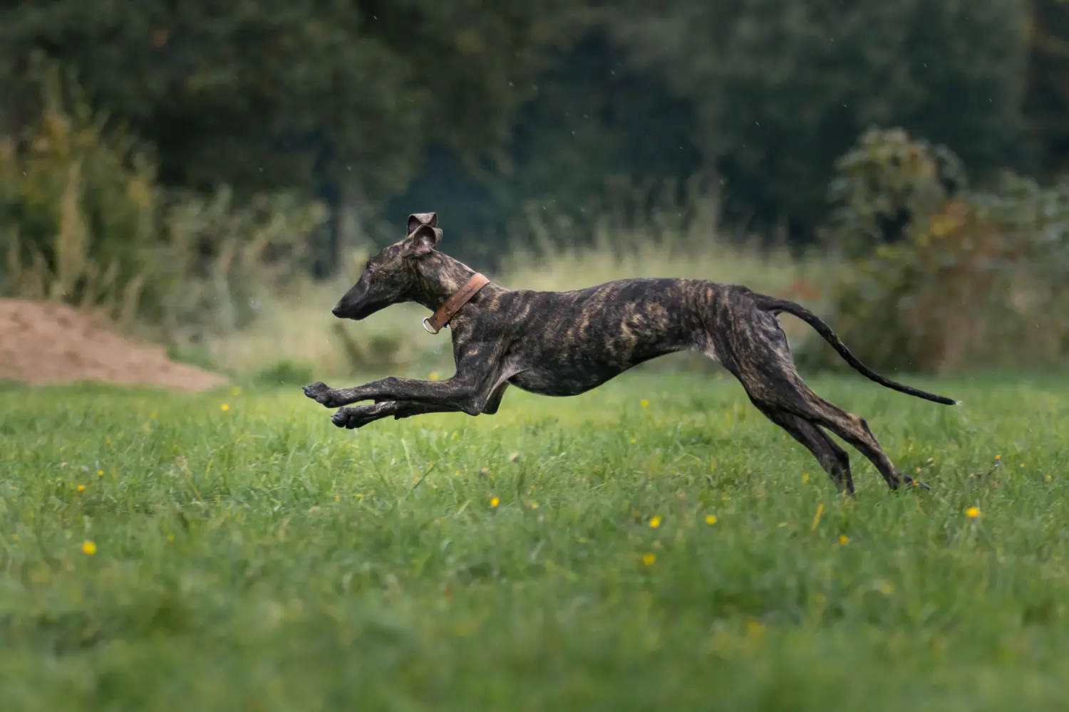 Buying a Galgo Espanol puppy means taking responsibility! Buy Galgo Espanol puppies.
