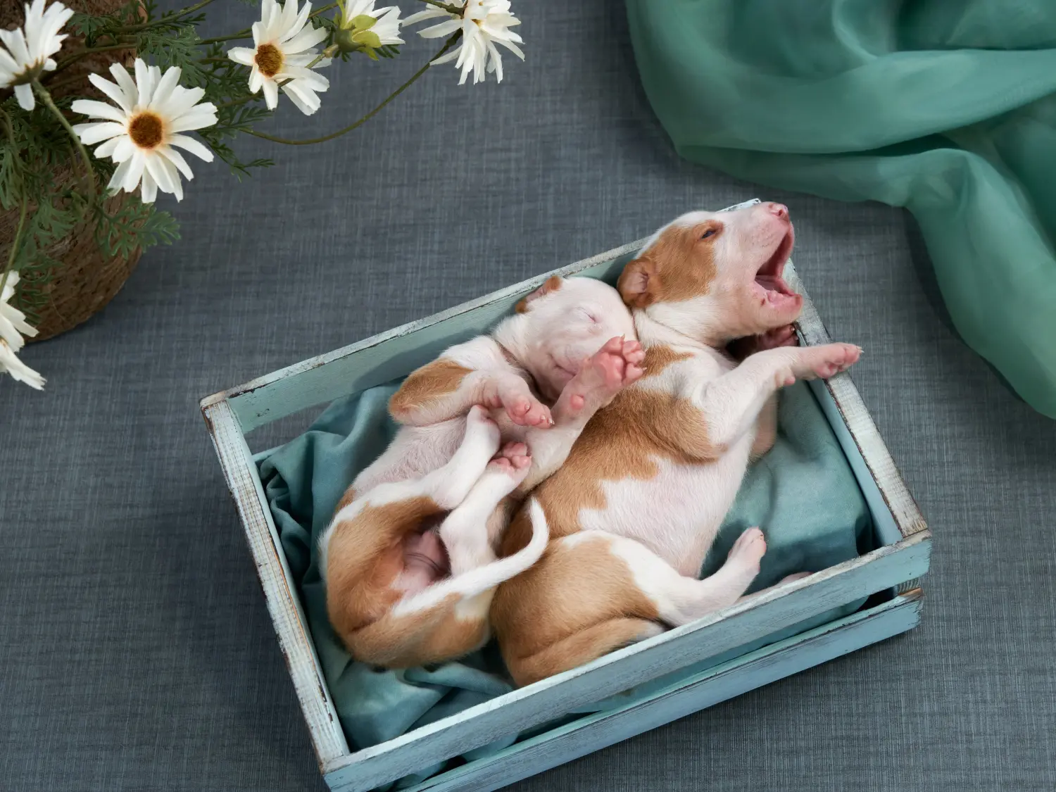Buying a Galgo Espanol puppy means taking responsibility! Buy Galgo Espanol puppies.