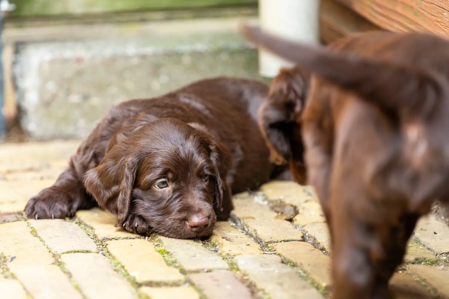 Buying a German Longhair puppy means taking responsibility! Buy German Longhair puppies.