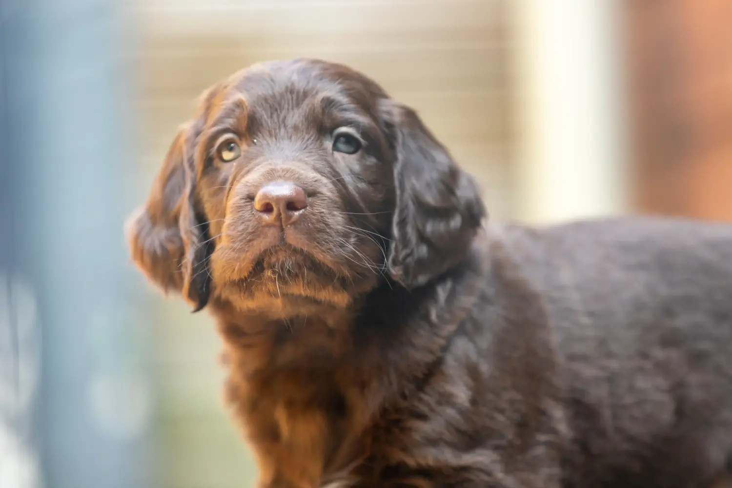 Buying a German Longhair puppy means taking responsibility! Buy German Longhair puppies.