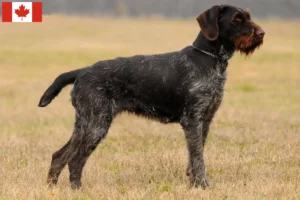 Read more about the article German Wirehair breeders and puppies in Canada