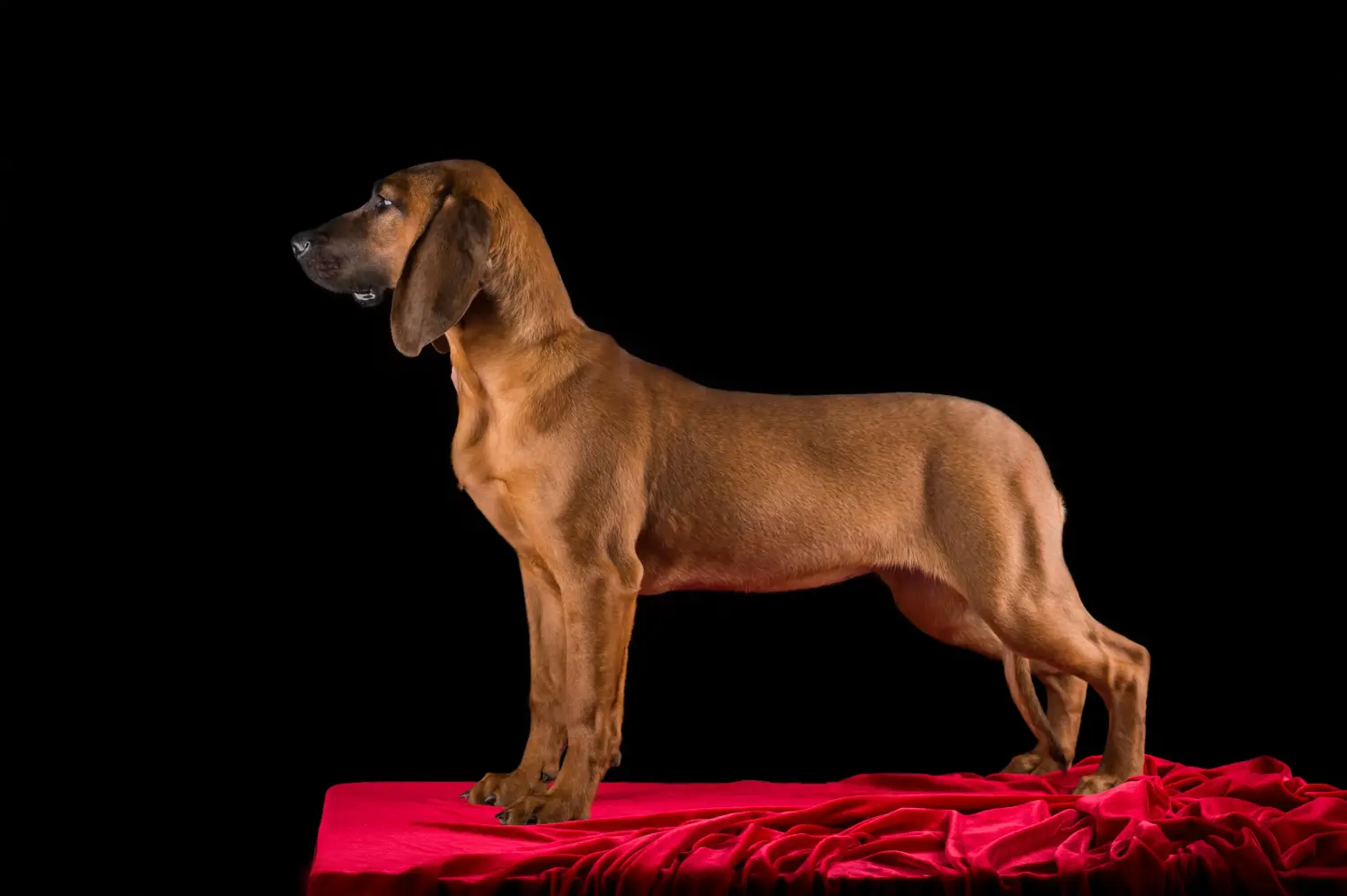 Buying a Hanoverian Welding Dog puppy means taking responsibility! Buy Hanoverian Welding Dog puppies.