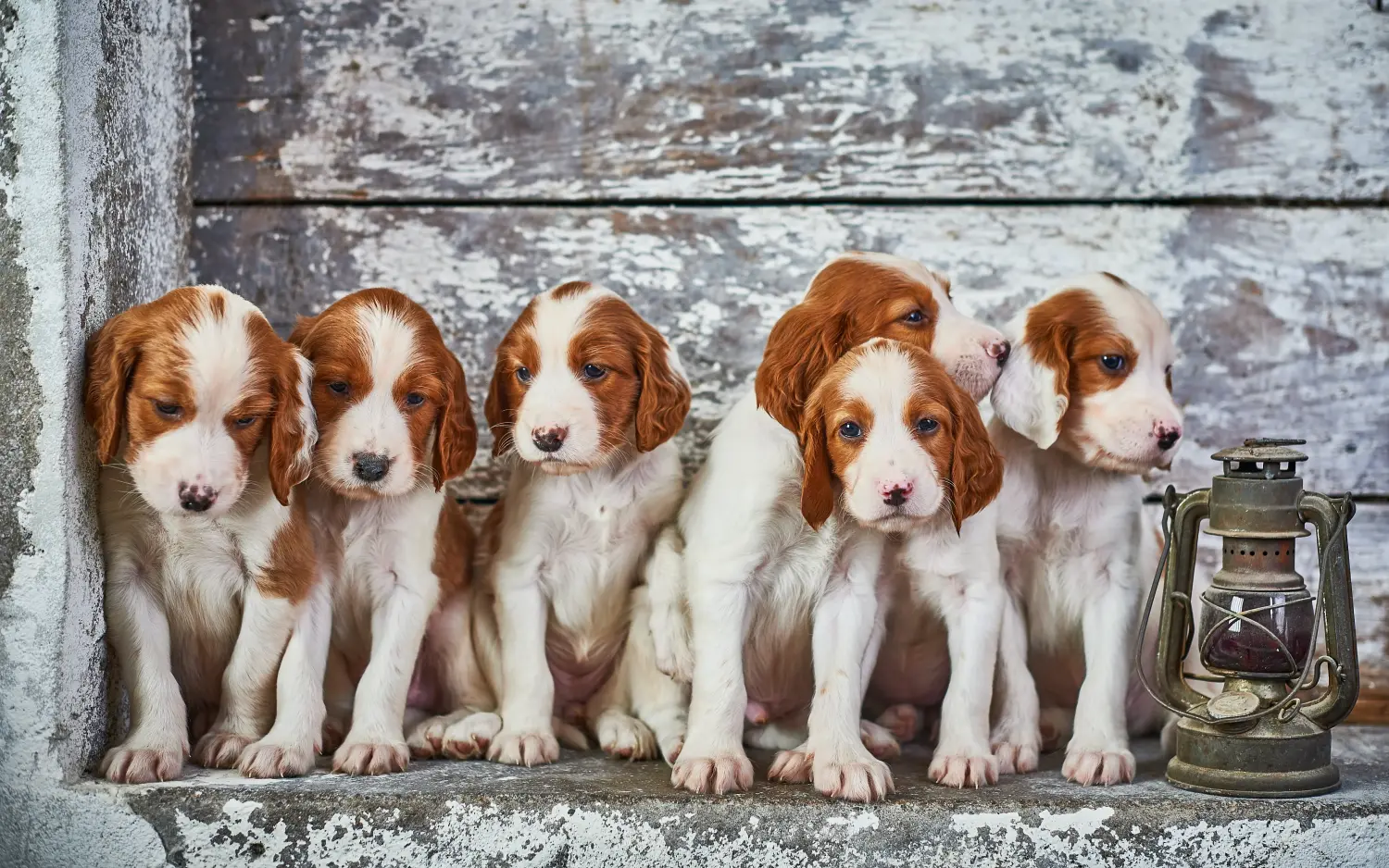 Buying an Irish Red and White Setter puppy means taking responsibility! Buy Irish Red and White Setter puppies.