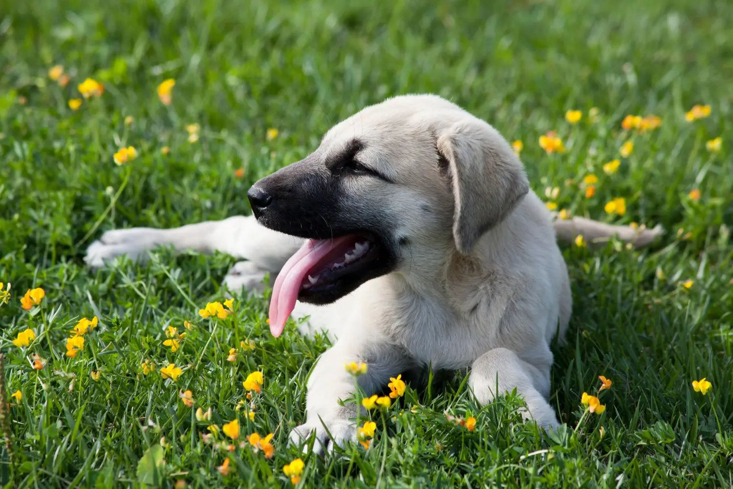 Buying a Kangal puppy means taking responsibility! Buy Kangal puppies.
